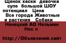 Щенок хаски, девочка супе, большой ШОУ потенциал › Цена ­ 50 000 - Все города Животные и растения » Собаки   . Ненецкий АО,Нельмин Нос п.